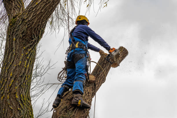 Reliable Canton, SD  Tree Services Solutions